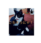 ルナとクロエの猫スタンプ（個別スタンプ：24）
