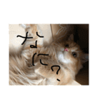 まるきゃっと（個別スタンプ：3）