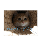 まるきゃっと（個別スタンプ：4）