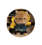 まるきゃっと（個別スタンプ：5）