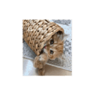 まるきゃっと（個別スタンプ：7）