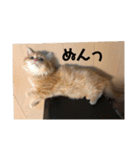 まるきゃっと（個別スタンプ：14）