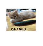 まるきゃっと（個別スタンプ：15）