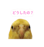 オカメインコのかいちゃん  2（個別スタンプ：21）