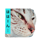かりんこすたんぷ（個別スタンプ：8）