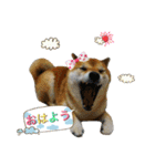 可愛いわんちゃん❤（個別スタンプ：1）