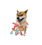 可愛いわんちゃん❤（個別スタンプ：5）
