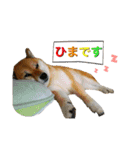 可愛いわんちゃん❤（個別スタンプ：13）