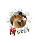 可愛いわんちゃん❤（個別スタンプ：16）