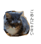 ぷりちーにゃんこ。（個別スタンプ：2）