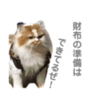 ぷりちーにゃんこ。（個別スタンプ：6）