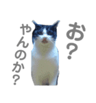 ぷりちーにゃんこ。（個別スタンプ：14）