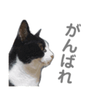 ぷりちーにゃんこ。（個別スタンプ：17）