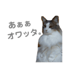 ぷりちーにゃんこ。（個別スタンプ：19）