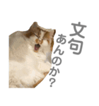 ぷりちーにゃんこ。（個別スタンプ：21）