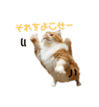 ひのきとしらかば5（個別スタンプ：1）