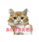 ひのきとしらかば5（個別スタンプ：4）