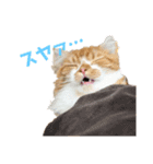 ひのきとしらかば5（個別スタンプ：6）