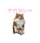 ひのきとしらかば5（個別スタンプ：9）