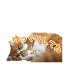 ひのきとしらかば5（個別スタンプ：12）