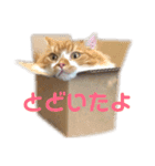 ひのきとしらかば5（個別スタンプ：13）