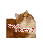 ひのきとしらかば5（個別スタンプ：14）