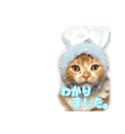 ひのきとしらかば5（個別スタンプ：15）