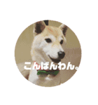 みったんの日常2（個別スタンプ：12）