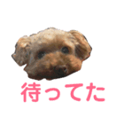 あんこちゃんの気持ち（個別スタンプ：1）