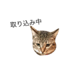 愛猫スタンプ(きなことらーちゃん)（個別スタンプ：2）