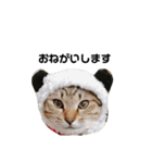 愛猫スタンプ(きなことらーちゃん)（個別スタンプ：11）