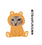 愛猫スタンプ(きなことらーちゃん)（個別スタンプ：15）