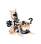 柴犬ムクモコはいつだって大騒ぎ（個別スタンプ：3）