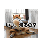 柴犬ムクモコはいつだって大騒ぎ（個別スタンプ：5）