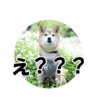 柴犬ムクモコはいつだって大騒ぎ（個別スタンプ：6）