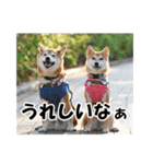 柴犬ムクモコはいつだって大騒ぎ（個別スタンプ：12）