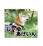 柴犬ムクモコはいつだって大騒ぎ（個別スタンプ：17）