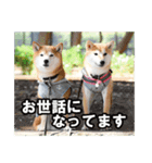 柴犬ムクモコはいつだって大騒ぎ（個別スタンプ：18）