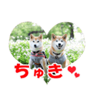 柴犬ムクモコはいつだって大騒ぎ（個別スタンプ：20）