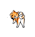 柴犬むぎ の幸福な日常。（個別スタンプ：25）