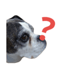 まめって、ボクサー犬の女の子（個別スタンプ：1）
