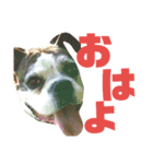 まめって、ボクサー犬の女の子（個別スタンプ：3）