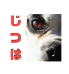 まめって、ボクサー犬の女の子（個別スタンプ：12）
