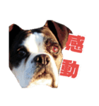 まめって、ボクサー犬の女の子（個別スタンプ：13）