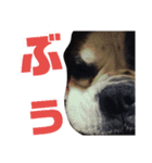 まめって、ボクサー犬の女の子（個別スタンプ：14）