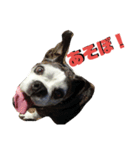 まめって、ボクサー犬の女の子（個別スタンプ：18）