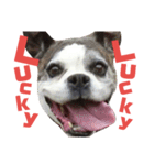 まめって、ボクサー犬の女の子（個別スタンプ：23）