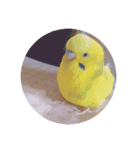 よしこのなかまたち1.5（個別スタンプ：39）