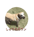 ラブラドールシマシマ隊レンジャー（個別スタンプ：8）