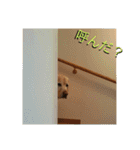 ラブラドールシマシマ隊レンジャー（個別スタンプ：25）